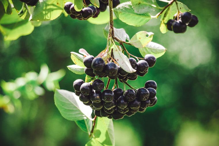 BrainBerry® Aronia